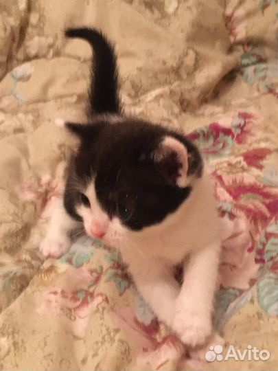 Котята в семью