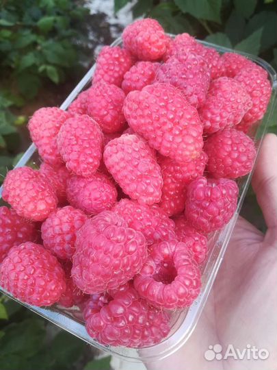 Малина ягоды свежая, крупная, вкуснющая, местная