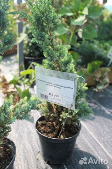 Можжевельник чешуйчатый Мейери Juniperus squamata