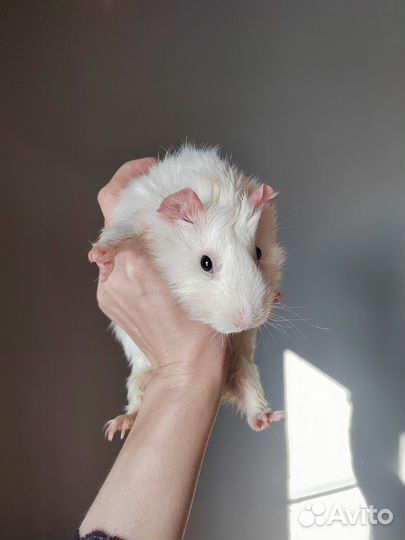 Морская свинка розетка