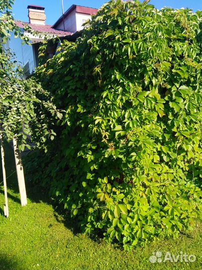 Девичий виноград