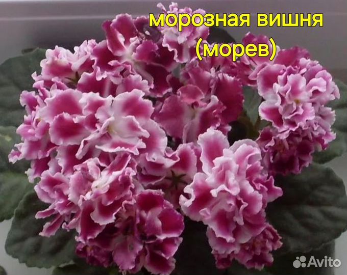 Фиалка