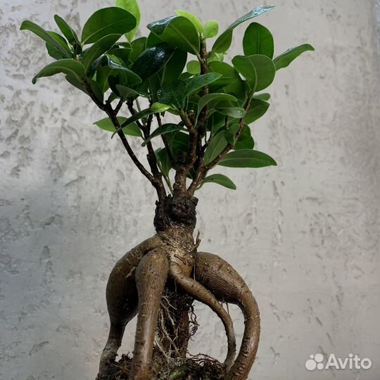 Растение Бонсай - Фикус микрокарпа 30 см
