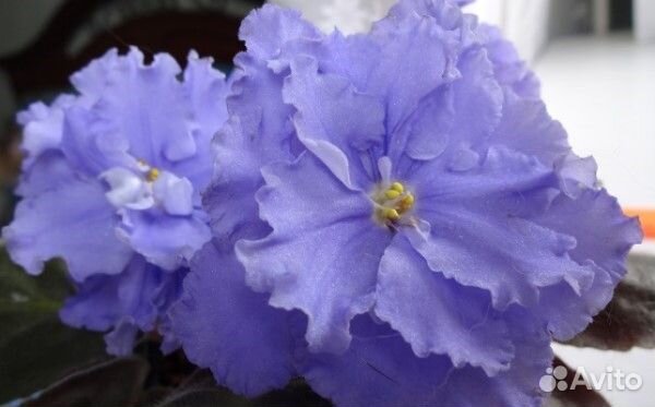 Детки сортовых фиалок Часть 1