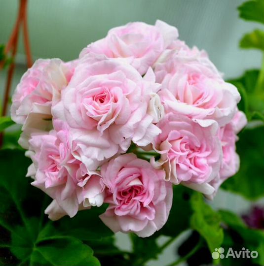 Пеларгония герань Rococo