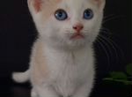 Манчкин котенок с голубыми глазами
