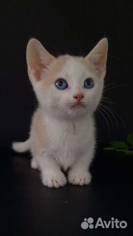 Манчкин котенок с голубыми глазами объявление продам
