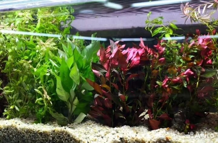 Растения для аквариума