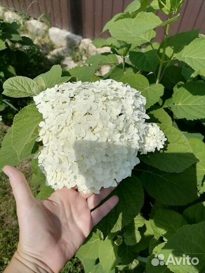 Гортензия древовидная