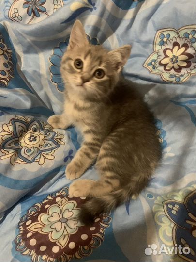 Шотландская