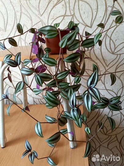 Традесканция