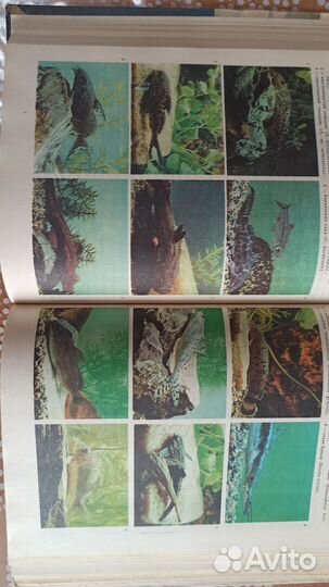 Книга про аквариумных рыб