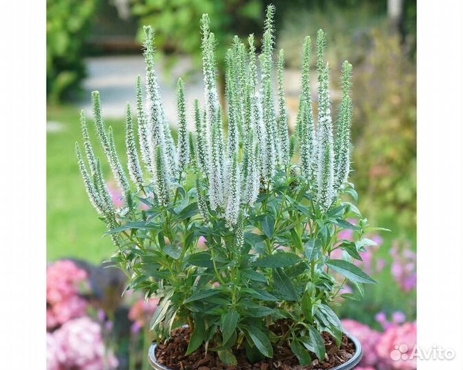 Вероника длиннолистная Schneeriesin