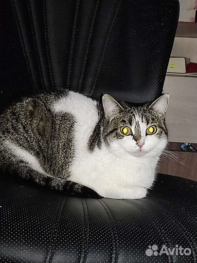 Кошка
