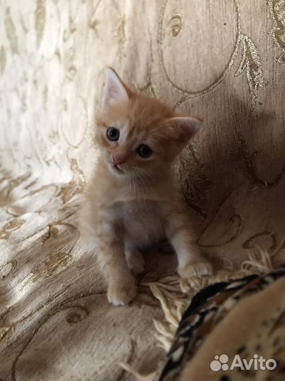 Кошка