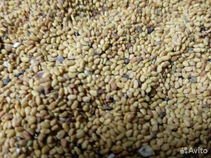 Люцерна семена 100гр