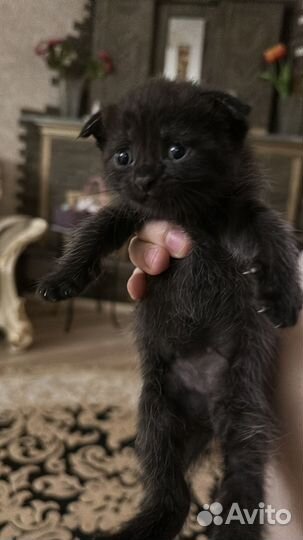 Шотландские вислоухие котята черные