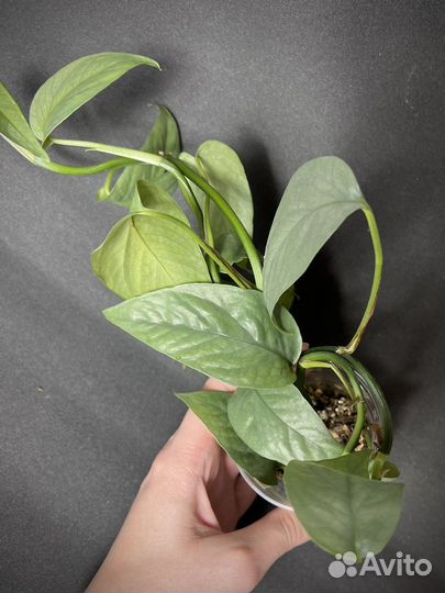 Эпипремнум себу блю