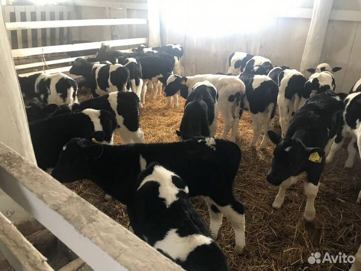 Бычки и телята от 1мес