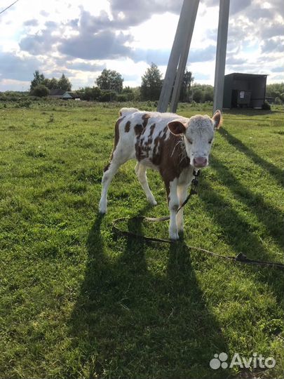 Телята (телки)