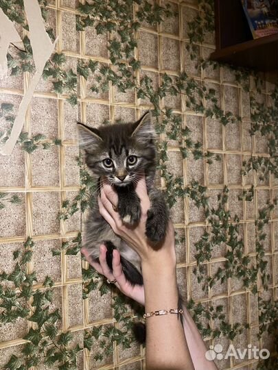 Кошка в дар