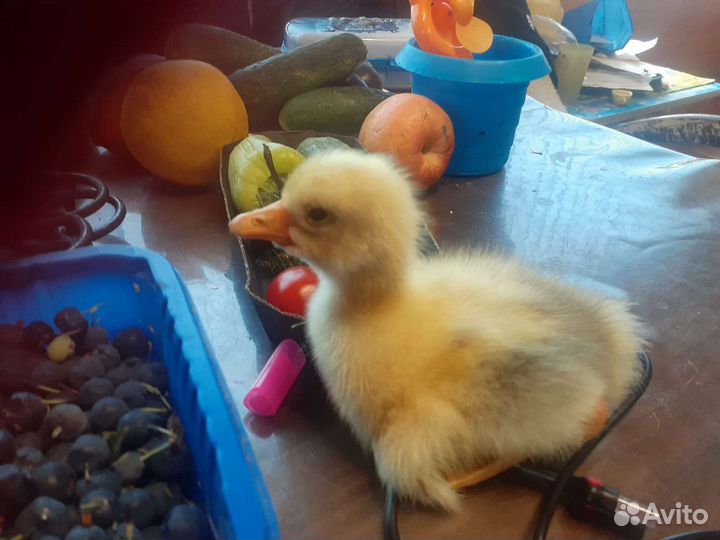 Утята и цыплята