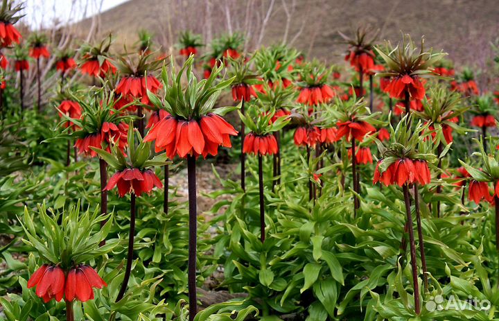 Садовые цветы