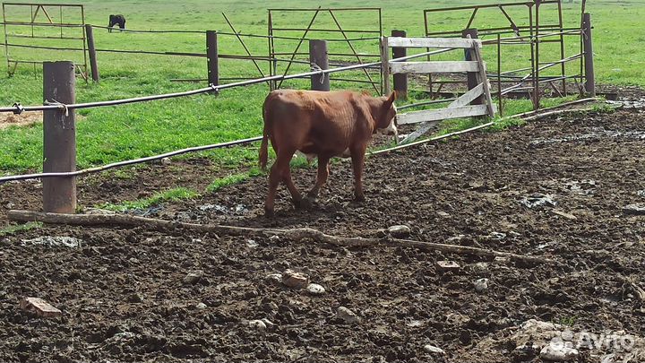 Бычки на откорм сементалы смесь с лимузином