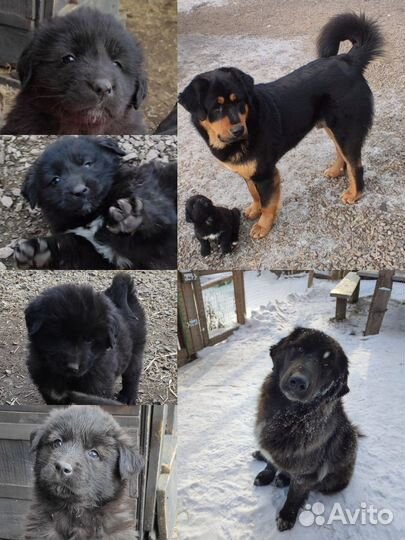 Щенки монгольский банхар