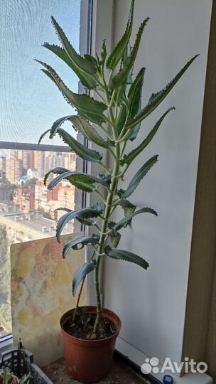 Каланхоэ лечебное