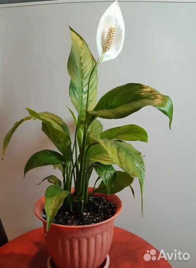 Спатифиллум (цветёт)