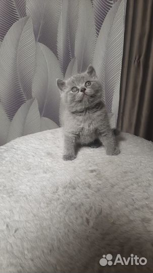 Британский котёнок