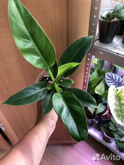 Филодендроны