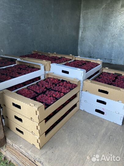 Малина оптом