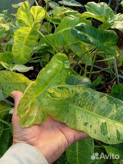 Филодендрон Парадисе Верде или Билитау Мраморный