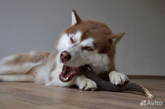 Грызак для собак