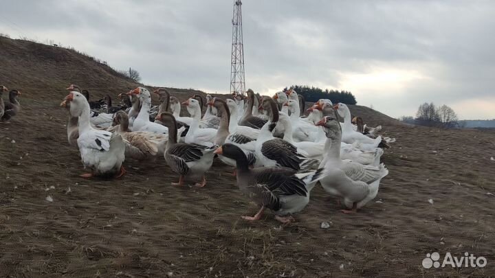 Гусь домашний