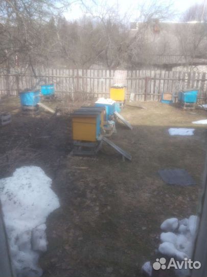 Продам пчелосемьи