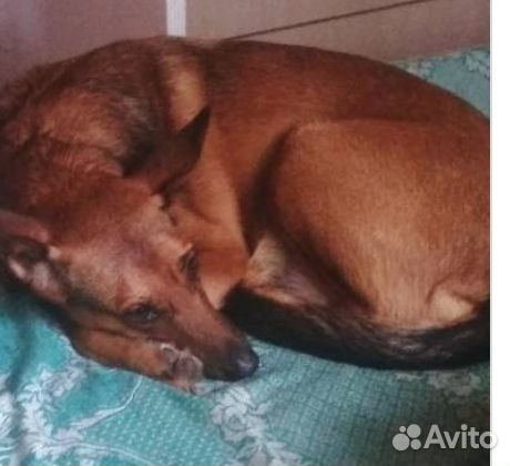 Потерялась собака