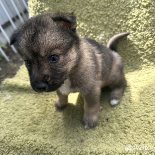 Собака в добрые руки щенок хаски