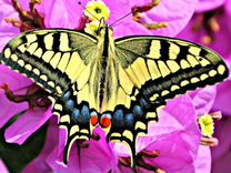 Живые Тропические Бабочки Удиви своих Близких