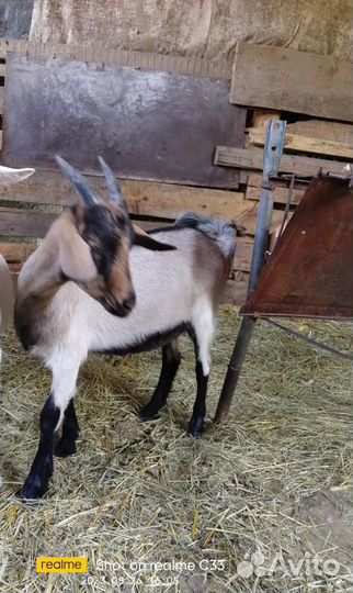 Козочка 5мес
