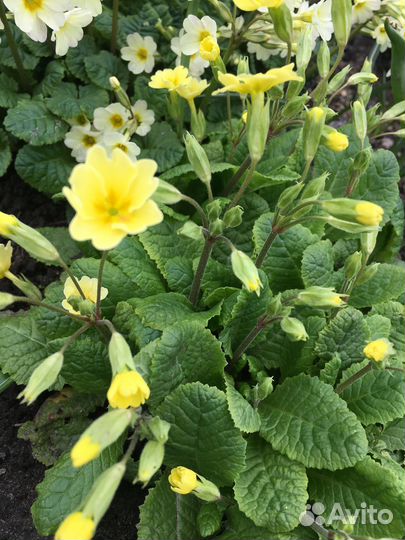 Примула, бруннера