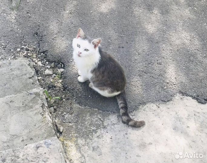 Котик