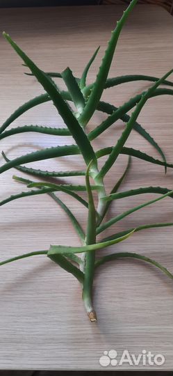 Алоэ столетник