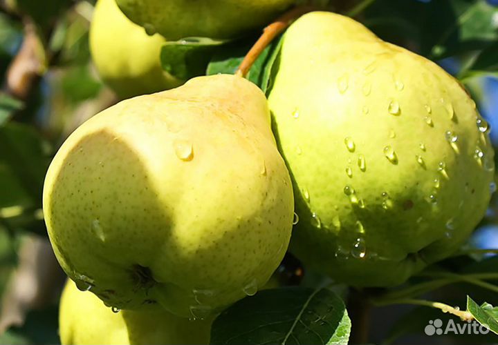 Груша. Саженцы. Сорта в ассортименте