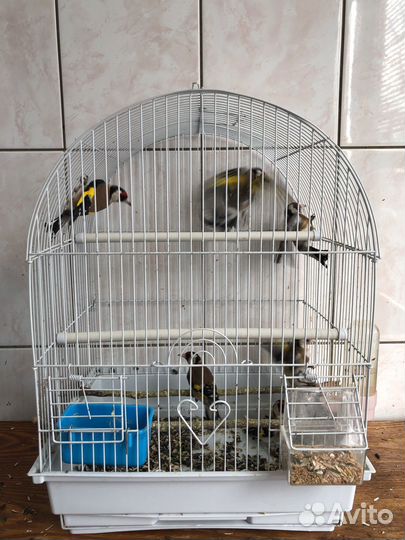Щеглы