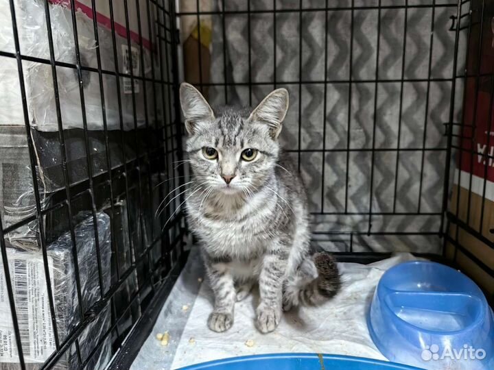 Котёнок окраса вискас
