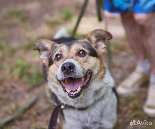 В добрые руки умный пёс Жук