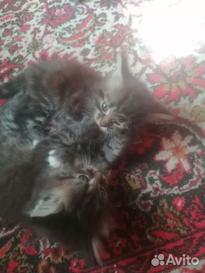 Котята норвежская лесная